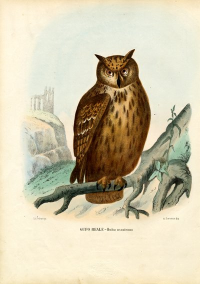 Eurasian Eagle Owl by Raimundo Petraroja